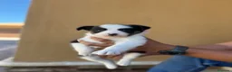 Border Collie perros en venta: Border collie  - Anuncio 7