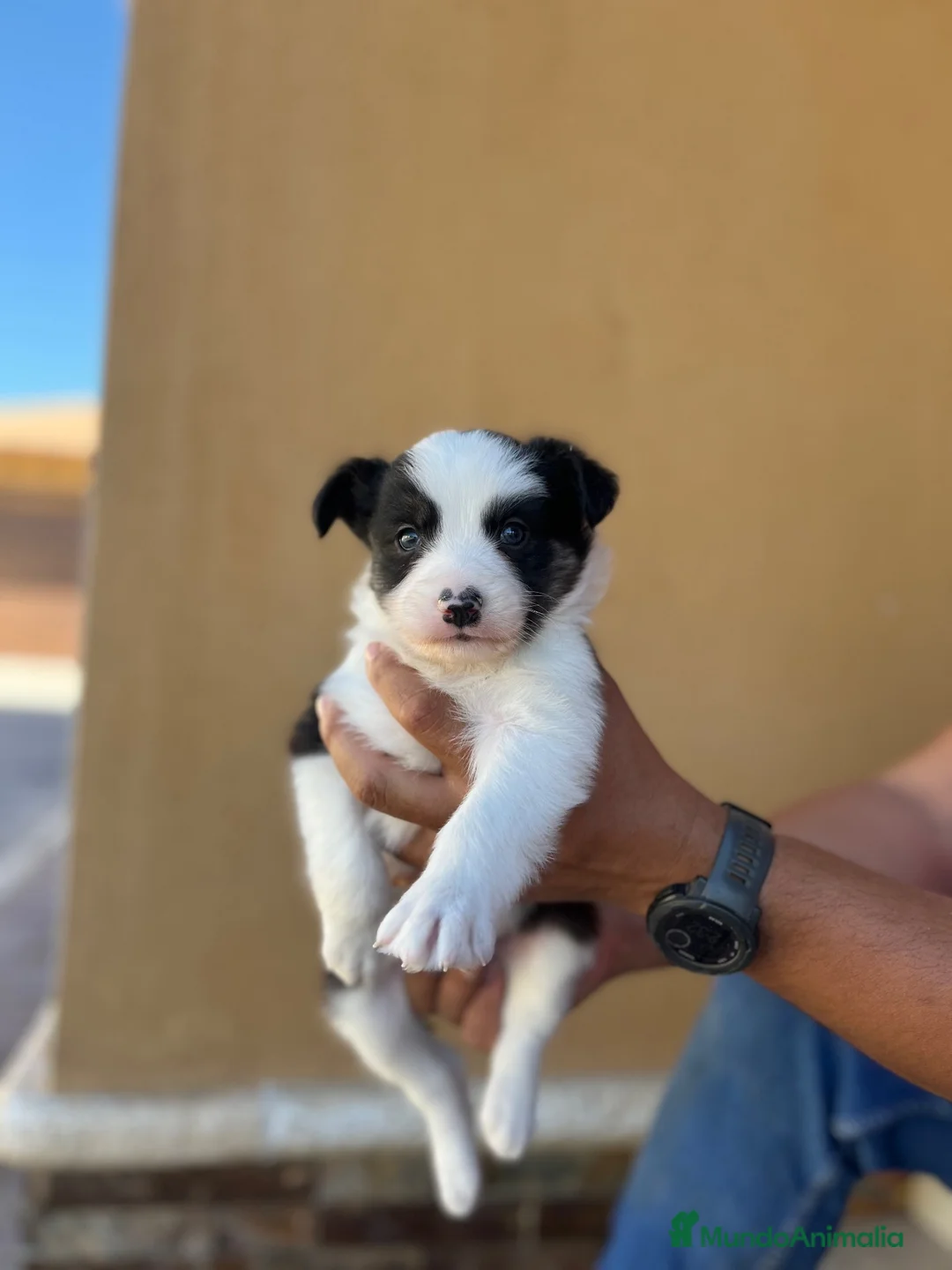 Border Collie perros en venta: Border collie  - Anuncio 7