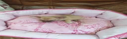 Chihuahua perros en venta: Chihuahua toy machito - Anuncio 5