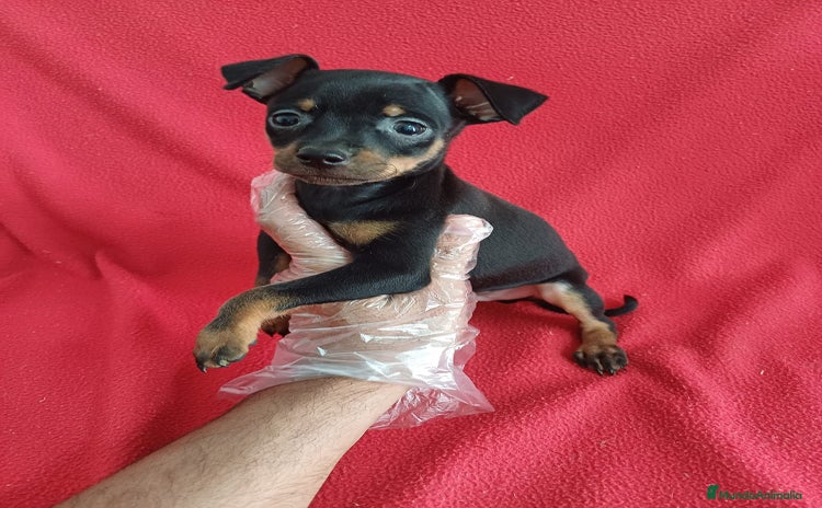 Pinscher Miniatura perros - Propaganda 13