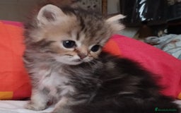 Persa gatos en venta: Macho Golden Chinchilla - Imagen 6