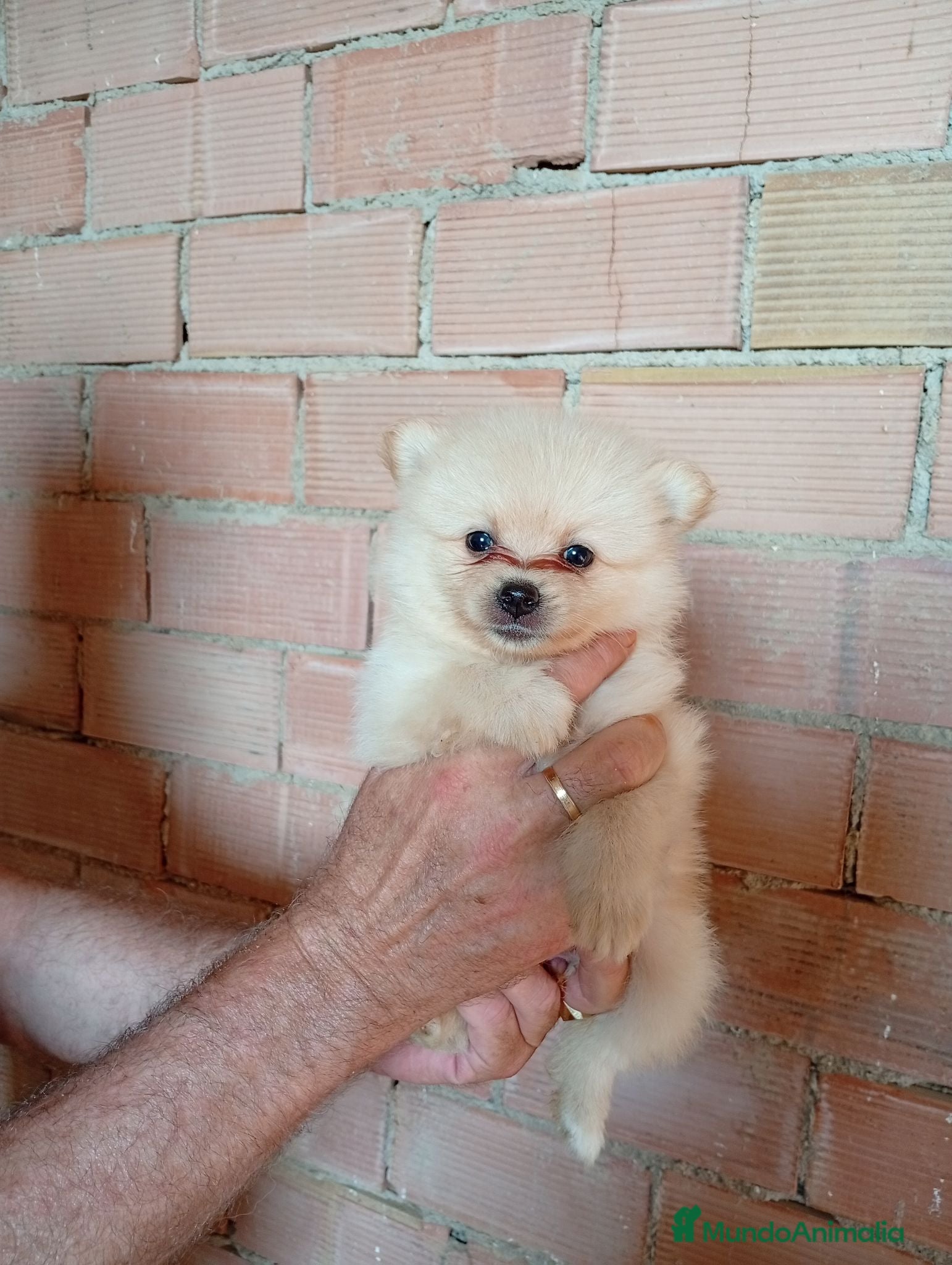Pomerania perros Pomerania  - Anuncio 1