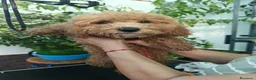 Caniche Toy perros en venta: Caniche Toy apricot  - Anuncio 2