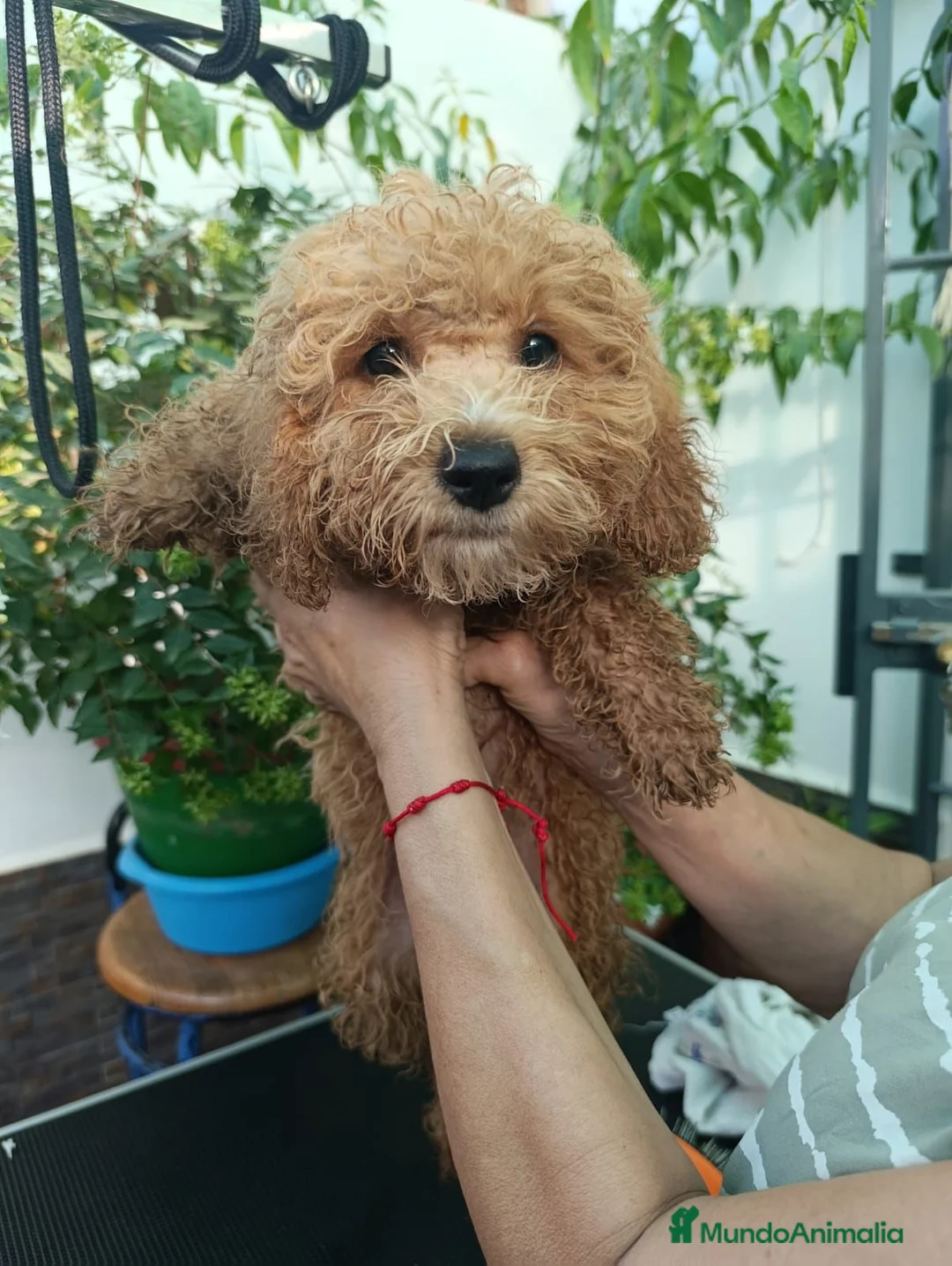Caniche Toy perros en venta: Caniche Toy apricot  - Anuncio 2
