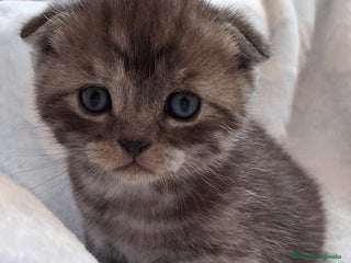 Scottish Fold gatos en Madrid - Anuncio 11