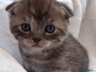 Scottish Fold gatos Preciosos Scotthis chocolate y tabby chocolate en Madrid - Anuncio 7