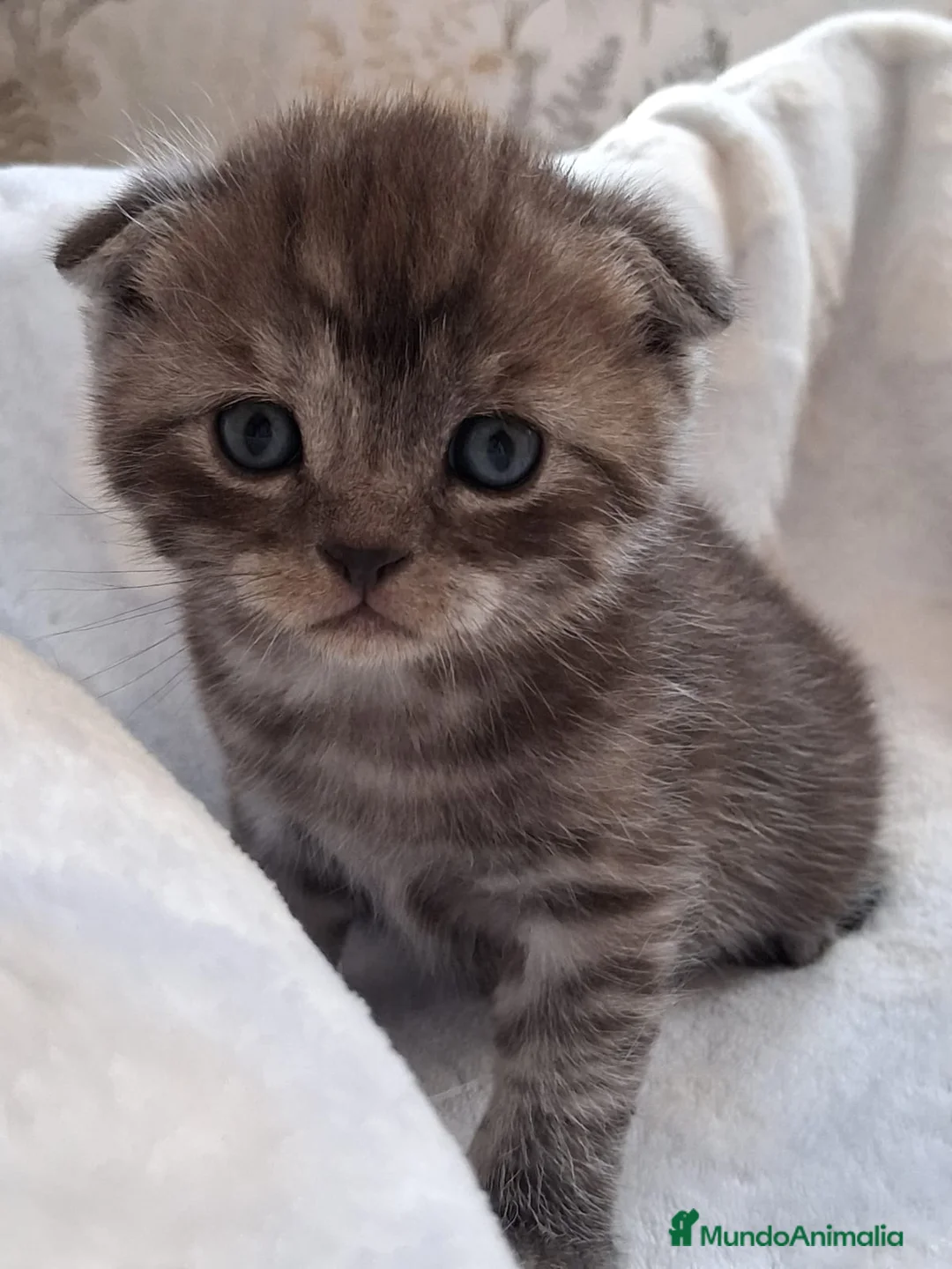 Scottish Fold gatos en venta: Preciosos Scotthis chocolate y tabby chocolate en Madrid - Anuncio 1