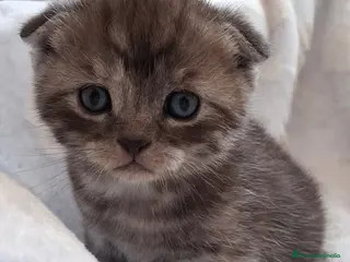 Scottish Fold gatos Preciosos Scotthis chocolate y tabby chocolate en Madrid - Anuncio 31