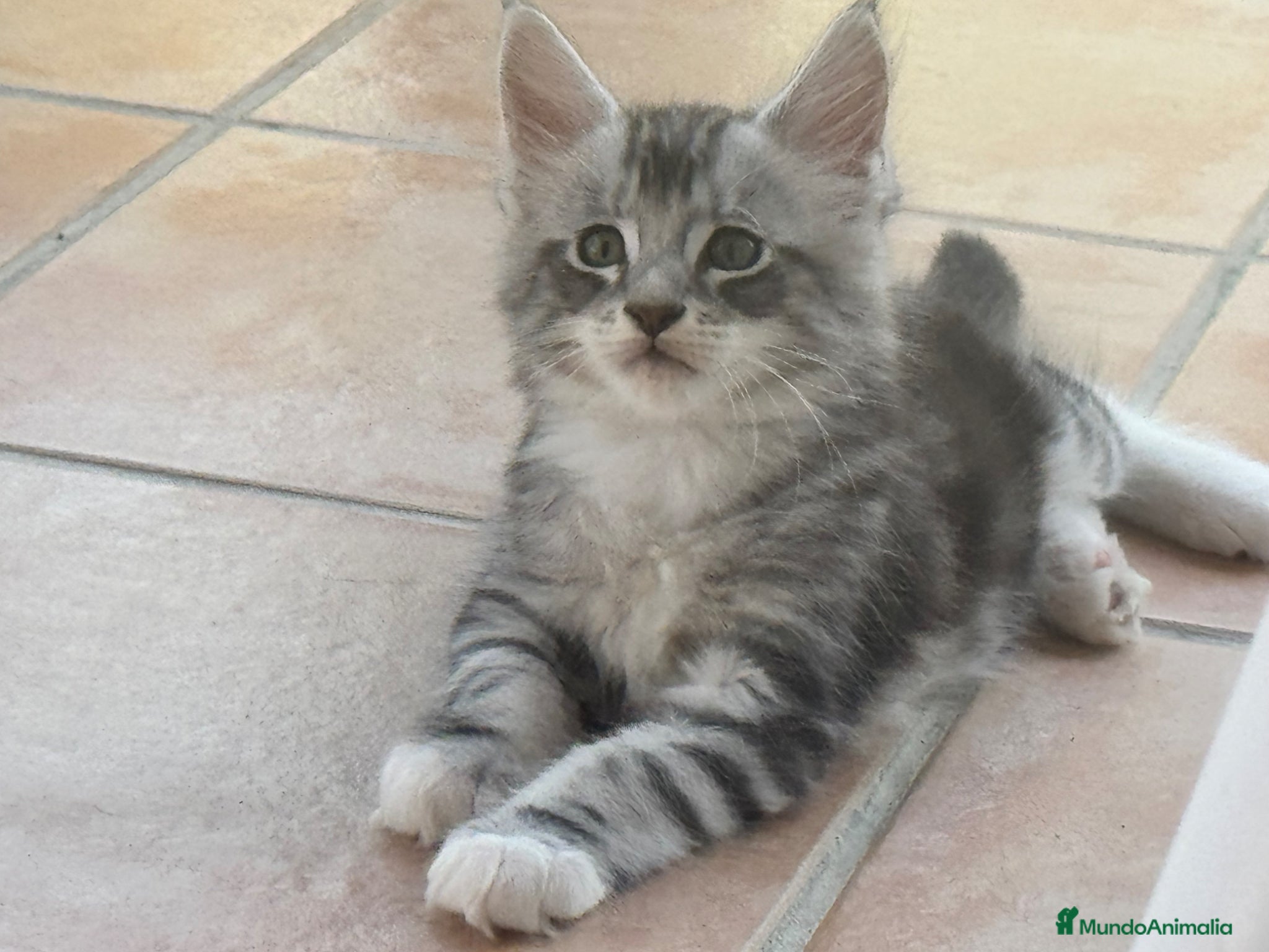 Maine Coon gatos Preciosa camada de cachorros Maine coon  - Anuncio 1