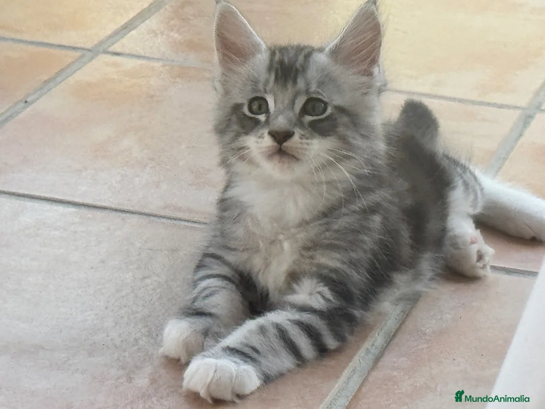 Maine Coon gatos en venta: Preciosa camada de cachorros Maine coon  - Anuncio 1