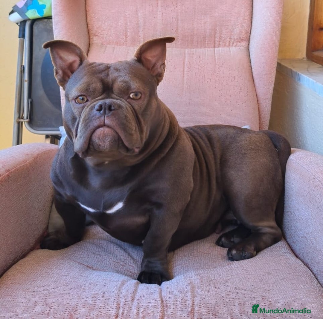 American Bully perros en venta: América bully micro exótico  - Anuncio 9