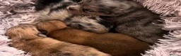 Pomerania perros en venta: Pomerania  - Anuncio 11
