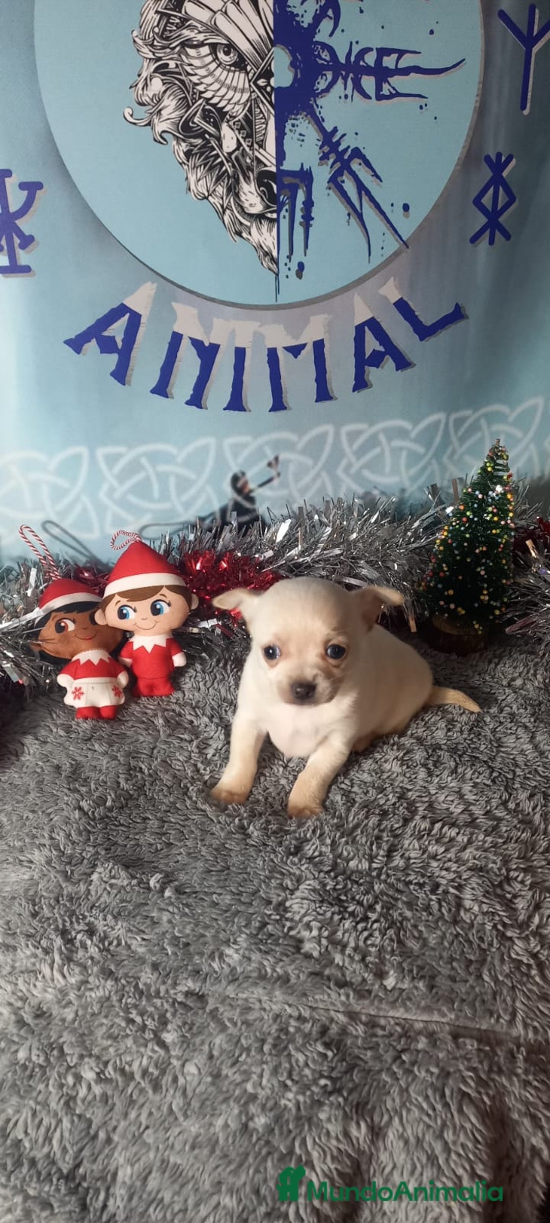 Chihuahua perros en venta: Chihuahua macho para entregar en unos días  - Anuncio 4