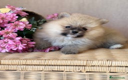 Pomerania perros en venta: Pomerania hembra sable disponible !! - Imagen 11