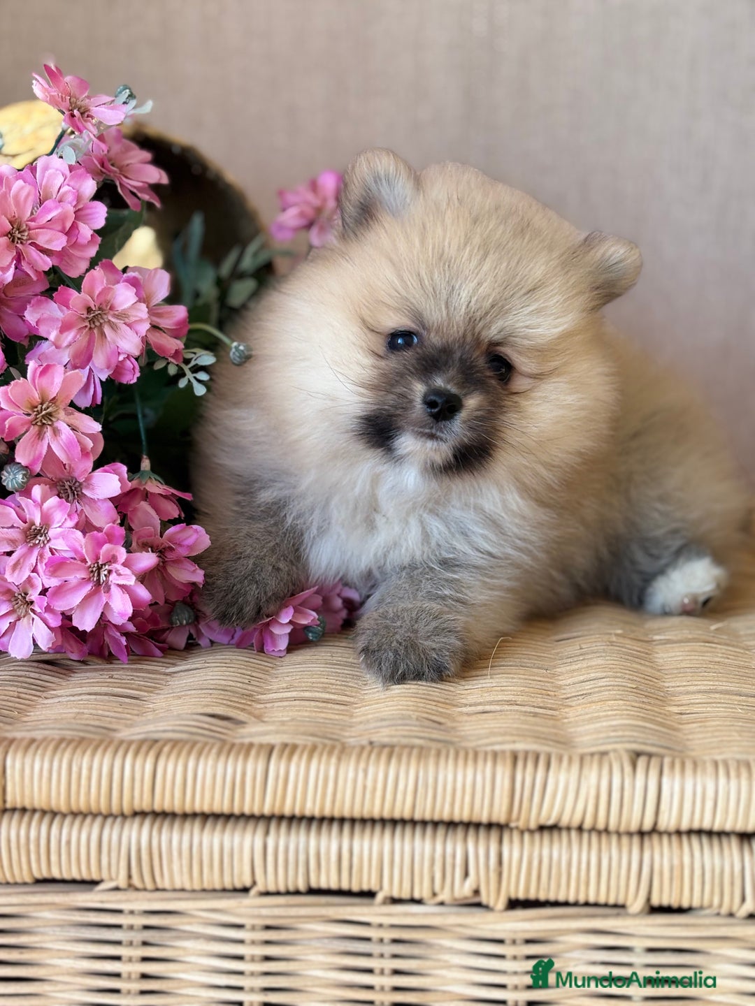 Pomerania perros en venta: Pomerania hembra sable disponible !! - Imagen 11