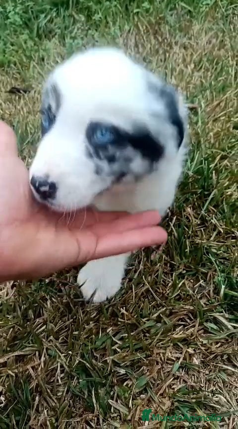 Border Collie perros Border collie merle - Anuncio 1