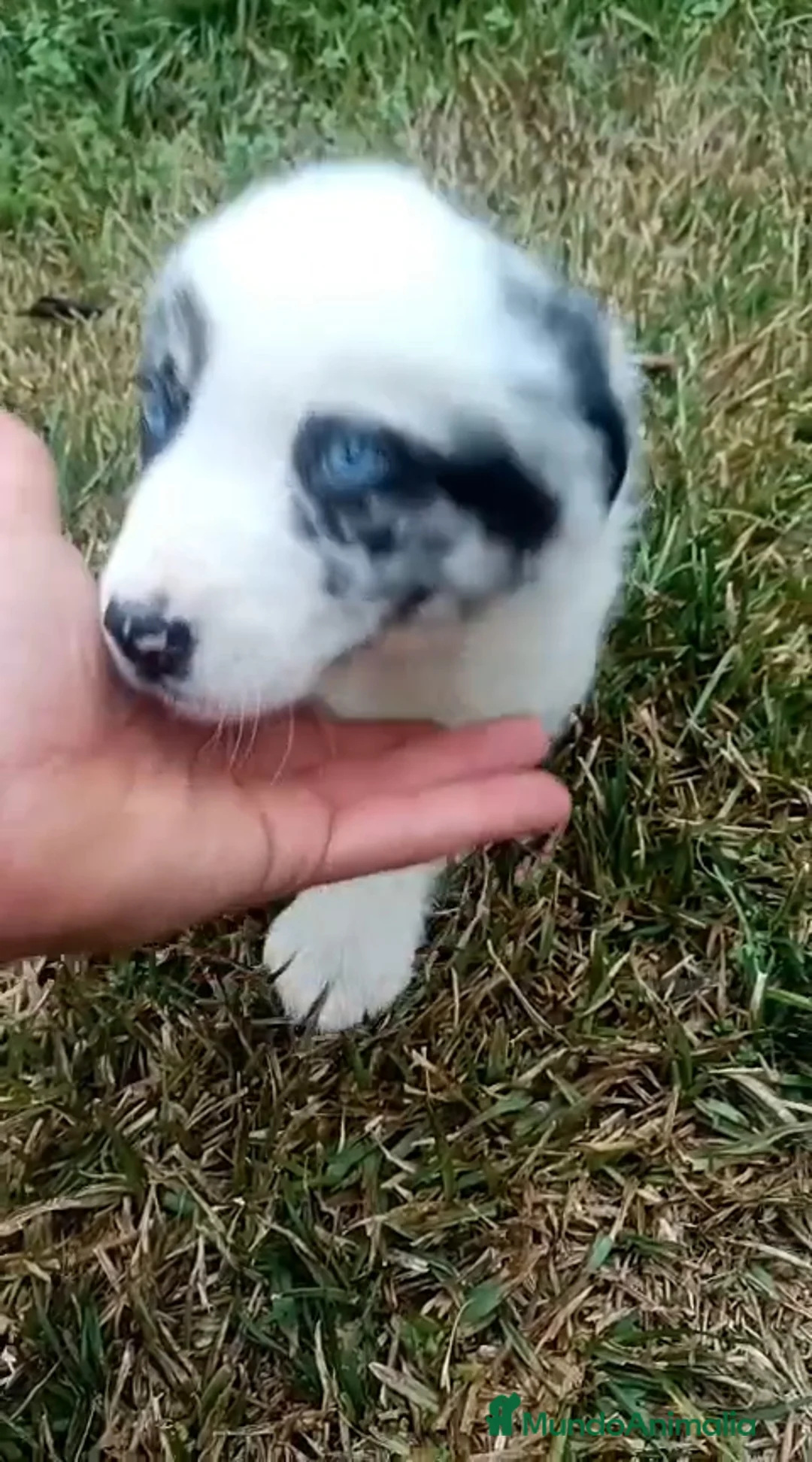 Border Collie perros en venta: Border collie merle - Anuncio 1