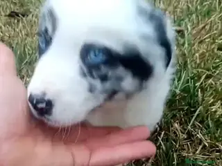 Border Collie perros Border collie merle - Anuncio 6