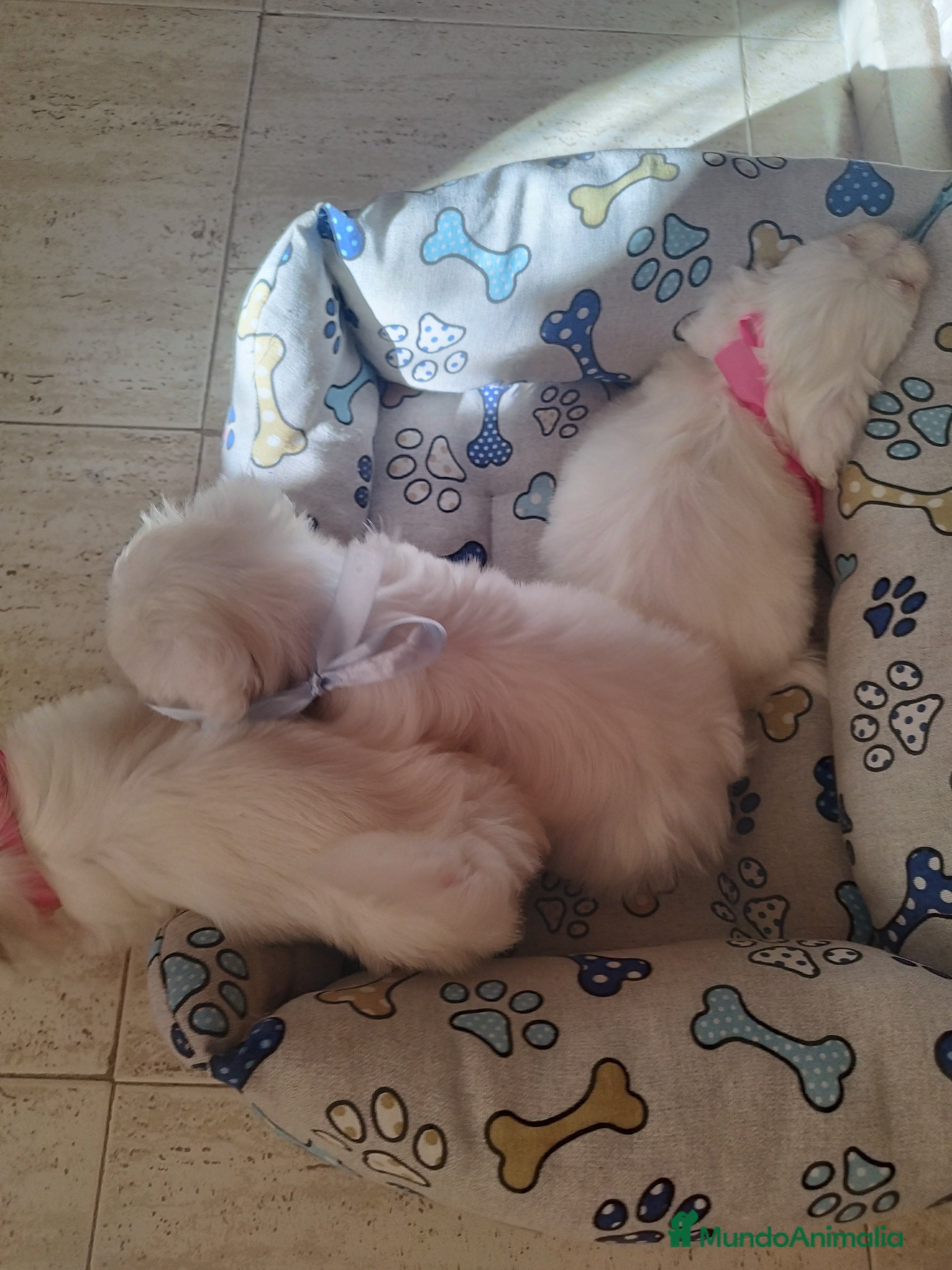 Bichón Maltés perros Bichon maltes en Guadalajara - Anuncio 1