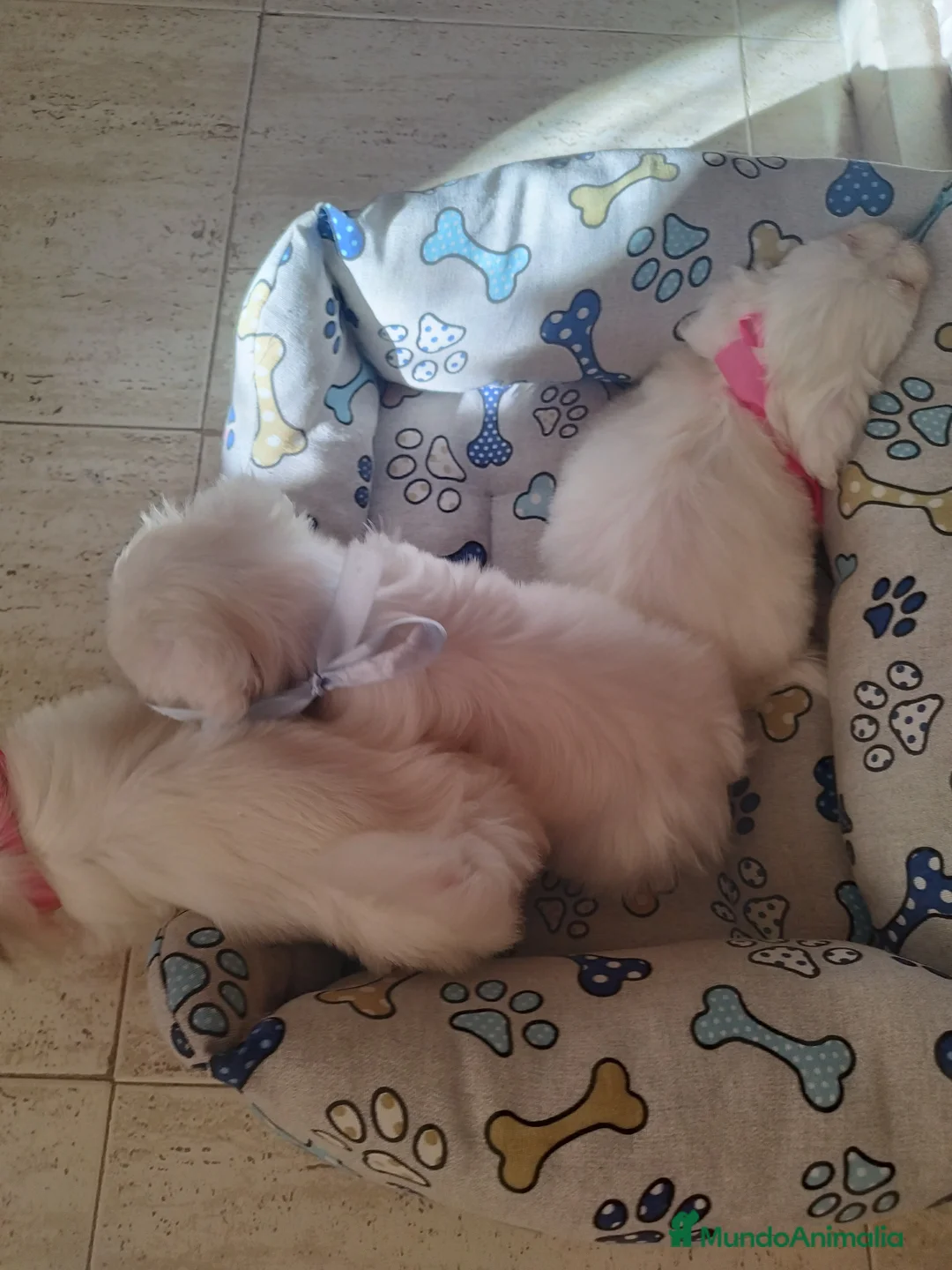 Bichón Maltés perros en venta: Bichon maltes en Guadalajara - Anuncio 1