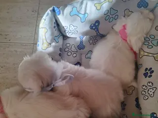 Bichón Maltés perros Bichon maltes en Guadalajara - Anuncio 36
