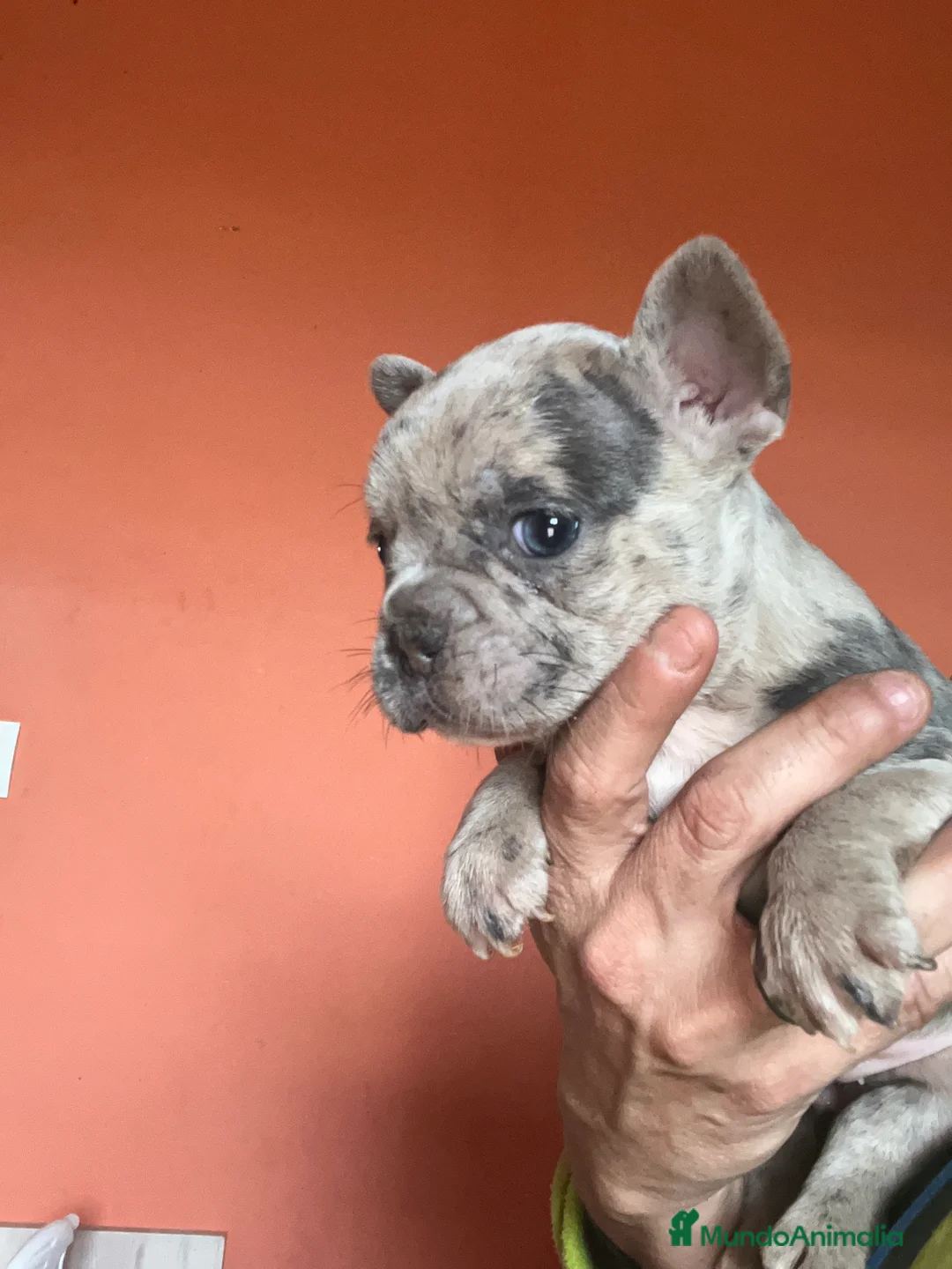 Bulldog Francés perros en venta: Bebés Criados en Familia con Amor y Respeto" - Anuncio 6
