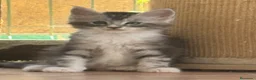 Maine Coon gatos en venta: Preciosa camada de cachorros Maine coon  - Anuncio 25