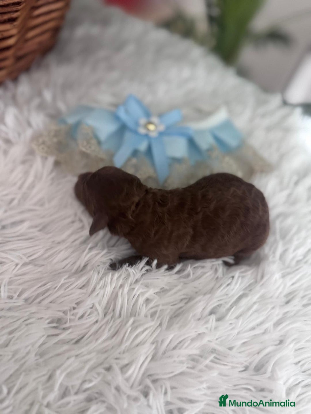 Caniche Toy perros en venta: Caniche rojo - Anuncio 12