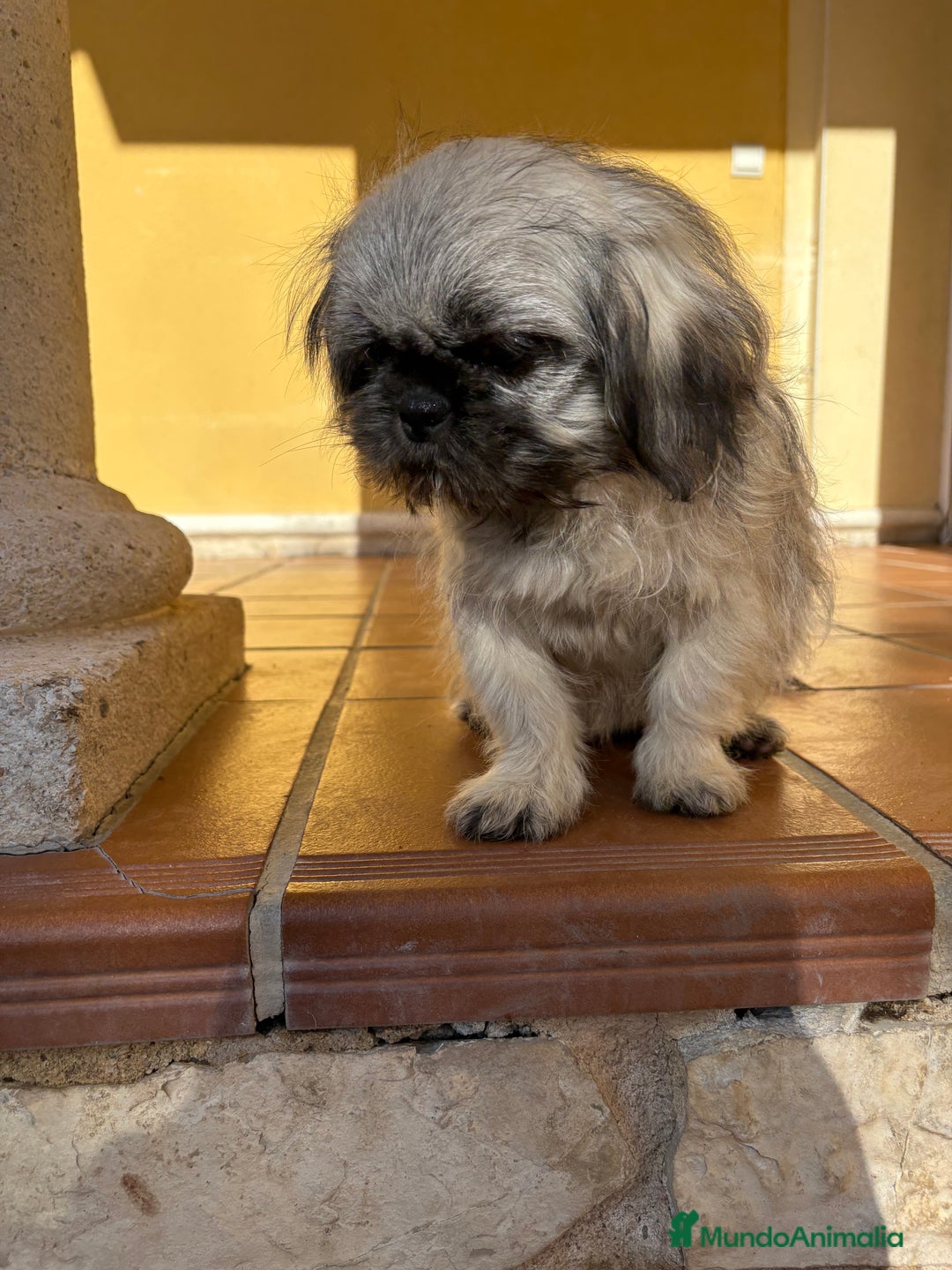 Pekinés perros en venta: Pekines imperial hembra preciosa  - Anuncio 15