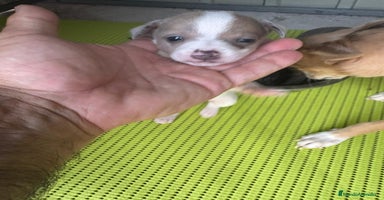 Chihuahua perros - Anuncio 8