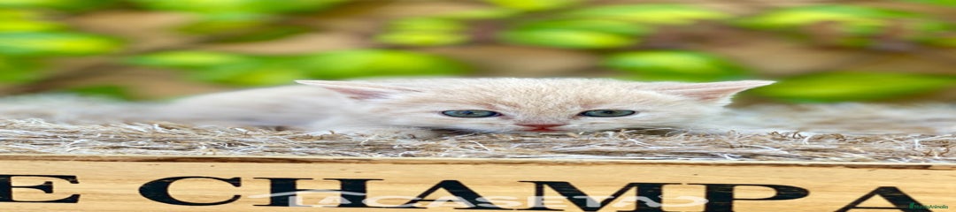 Británico de Pelo Corto Gatito 3572