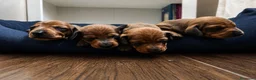 Teckel perros en venta: PRECIO REAL - TECKEL KANINCHEN CIUDAD REAL  - Anuncio 5