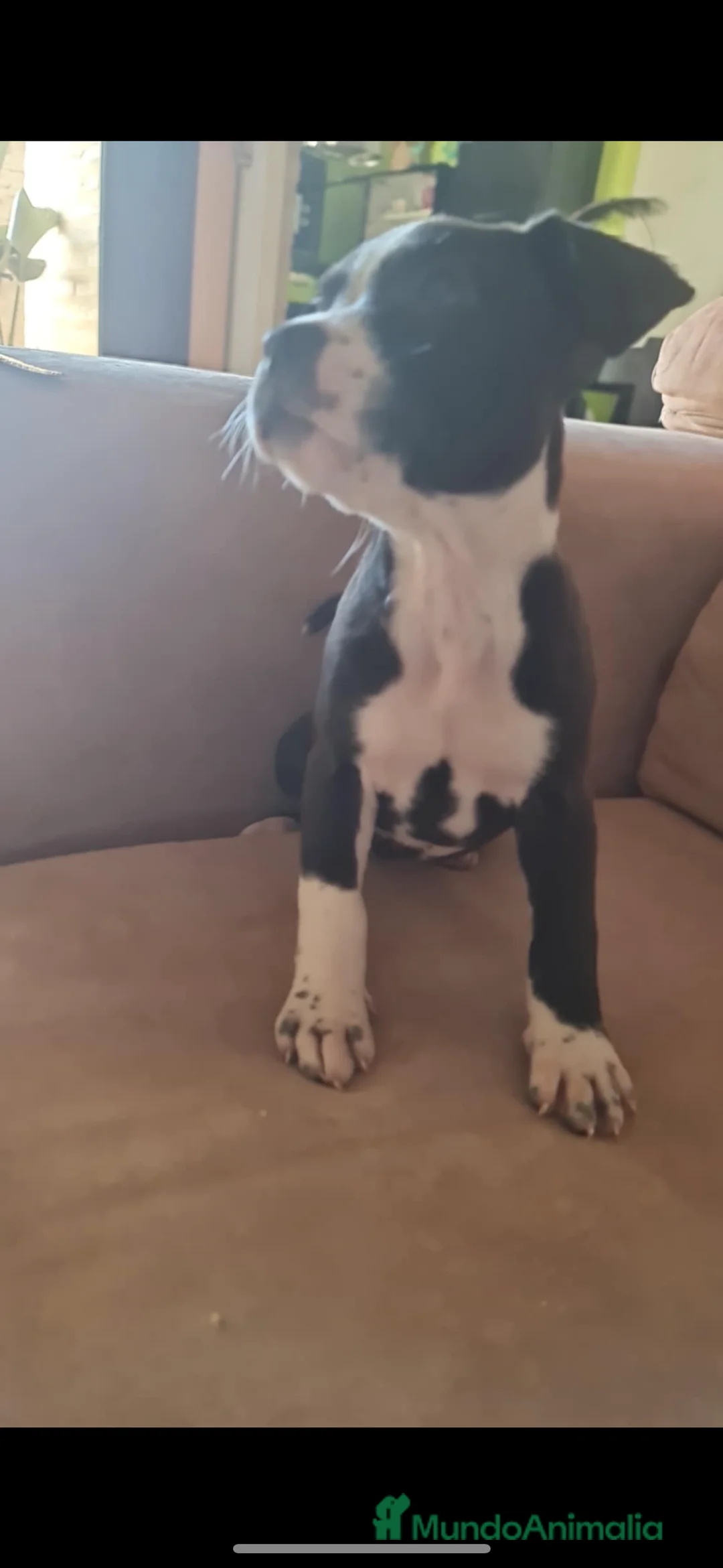 American Staffordshire-Terrier perros en venta: Últimas hembras disponible para entregar en Alicante - Anuncio 6