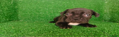 Bulldog Francés 1