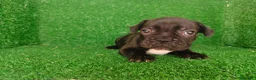 Bulldog Francés perros en venta: Bulldog francés  - Anuncio 25