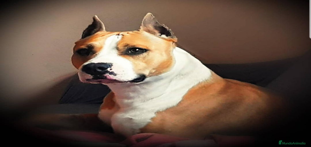 Imagen de galería {{count}}