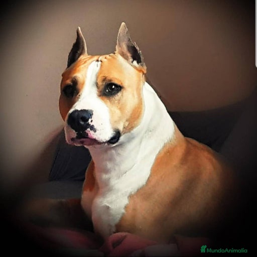 Imagen de galería {{count}}