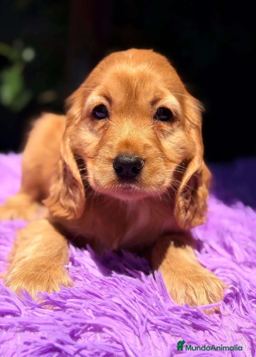 Cocker Spaniel Inglés perros en venta: COCKER SPANIEL INGLÉS DORADO - Anuncio 2