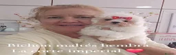 Bichón Maltés perros en venta: Bichón maltés - Anuncio 1