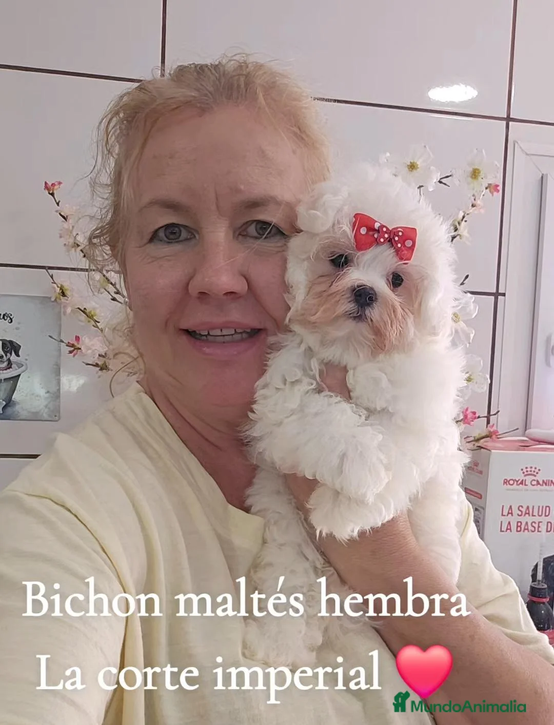 Bichón Maltés perros en venta: Bichón maltés - Anuncio 1