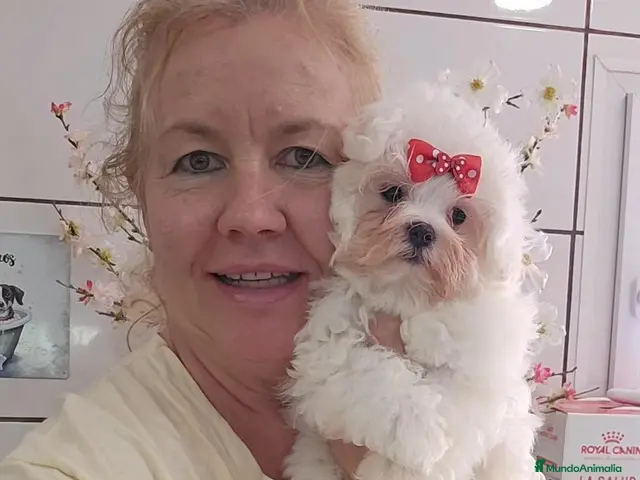 Bichón Maltés perros Bichón maltés - Anuncio 7