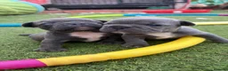 Bulldog Francés perros en venta: 3 HERMANAS, 3 COLORES, 3 PEQUEÑAS IRRESISTIBLES  - Anuncio 5