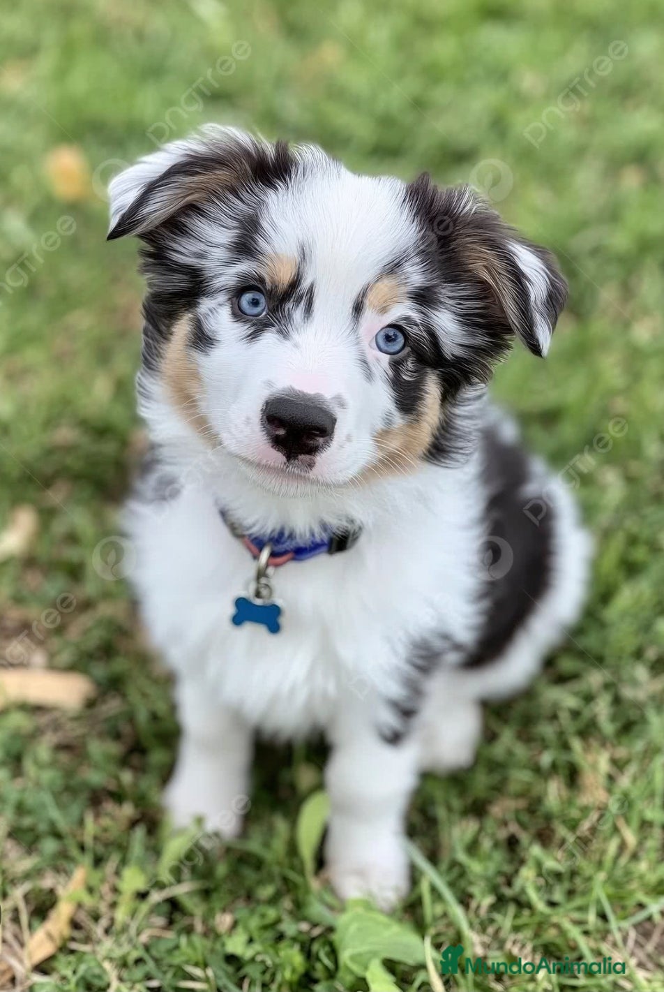 Border Collie perros Border collie - Anuncio 2