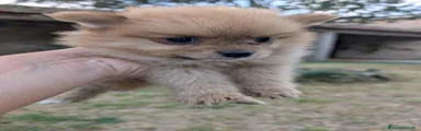 Spitz pequeño - Kleinspitz 2