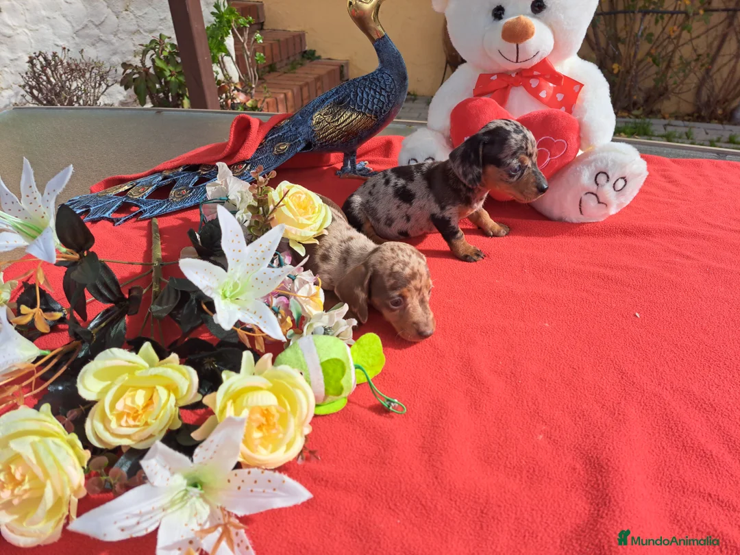 Teckel Miniatura perros en venta: Teckel miniatura - Anuncio 2