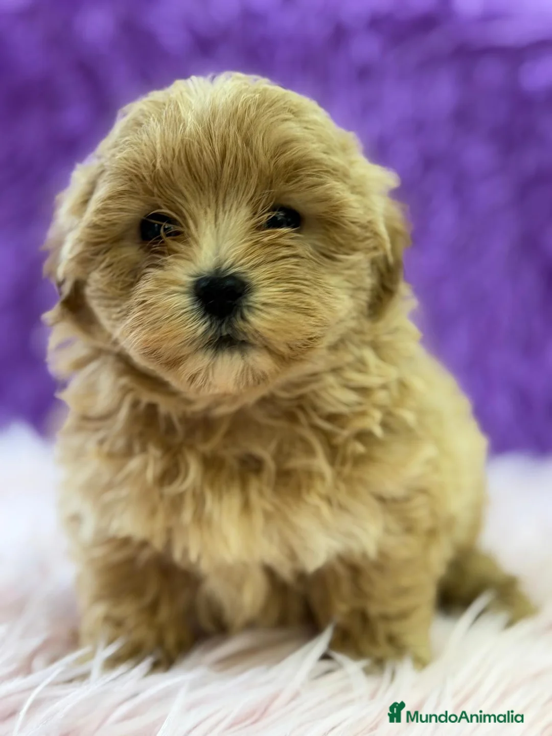 Maltipoo perros en venta: MALTIPOO APRICOT - Anuncio 7