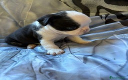 Bulldog Francés perros en venta: Bulldog francés de diversos colores  - Imagen 5