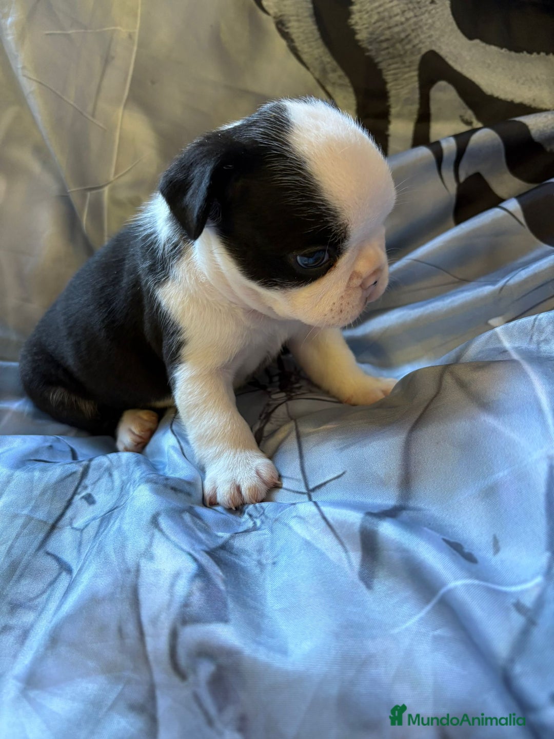Bulldog Francés perros en venta: Bulldog francés de diversos colores  - Imagen 5