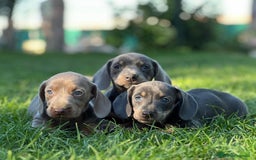 Teckel Miniatura perros en venta: Teckel miniatura - Imagen 4