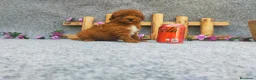 Caniche Toy perros en venta: PRECIOSOS CANICHE  ROJO LINEA TOY  - Anuncio 19